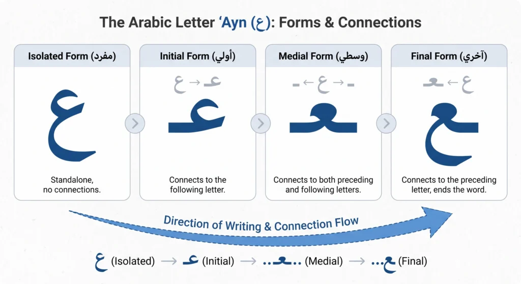 Arabic letter ayn shown in isolated, initial, medial, and final forms.